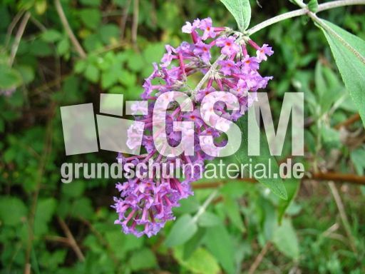 Sommerflieder 001.jpg